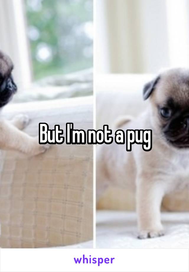 But I'm not a pug