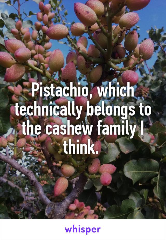 Pistachio, which technically belongs to the cashew family I think. 