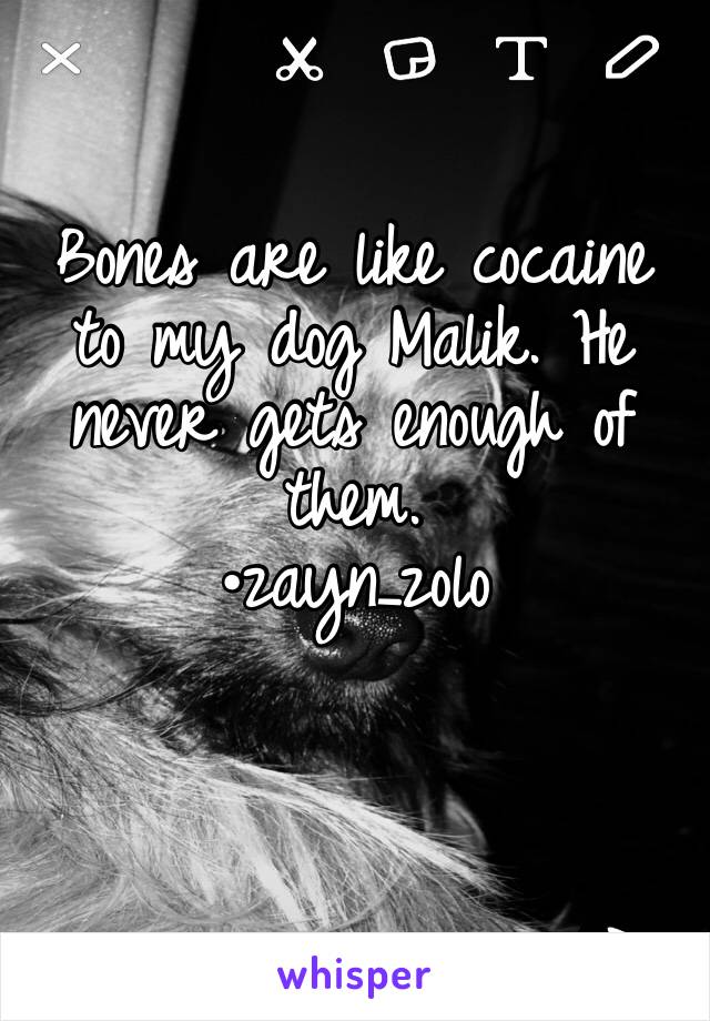 Bones are like cocaine to my dog Malik. He never gets enough of them.
•zayn_zolo
