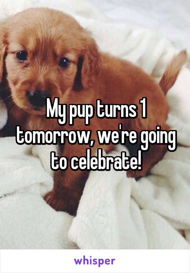 My pup turns 1 tomorrow, we're going to celebrate!