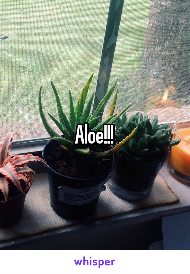 Aloe!!! 