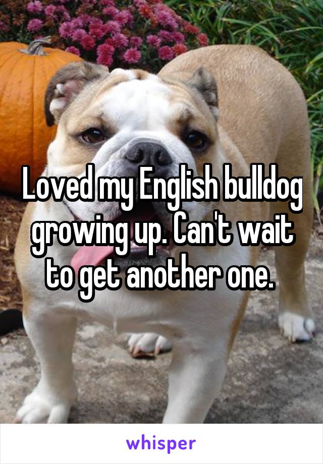 Loved my English bulldog growing up. Can't wait to get another one. 