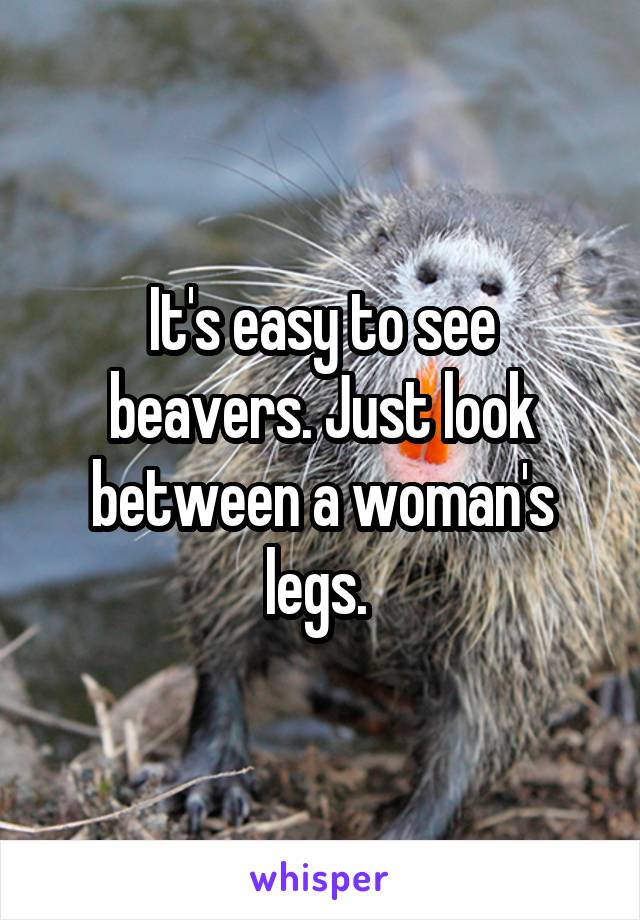 It's easy to see beavers. Just look between a woman's legs. 