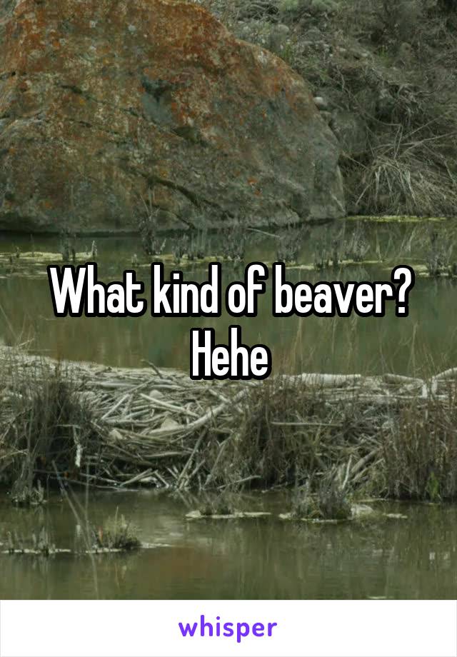 What kind of beaver?
Hehe