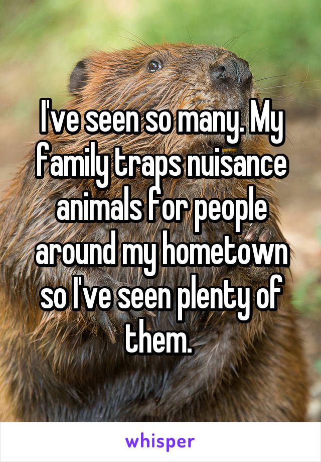 I've seen so many. My family traps nuisance animals for people around my hometown so I've seen plenty of them. 