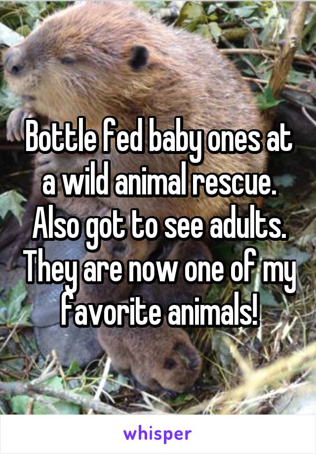 Bottle fed baby ones at a wild animal rescue. Also got to see adults. They are now one of my favorite animals!