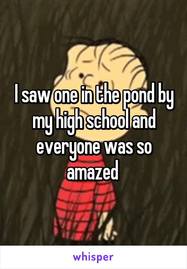 I saw one in the pond by my high school and everyone was so amazed 