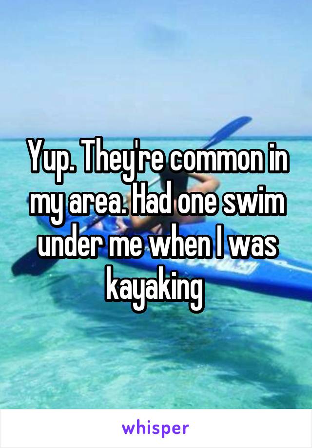 Yup. They're common in my area. Had one swim under me when I was kayaking 