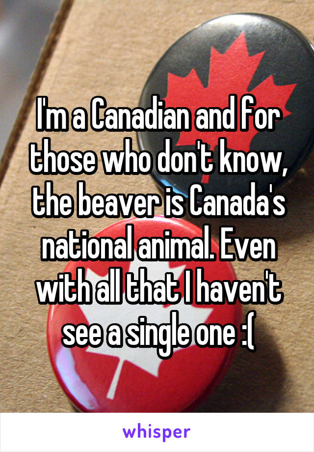 I'm a Canadian and for those who don't know, the beaver is Canada's national animal. Even with all that I haven't see a single one :(