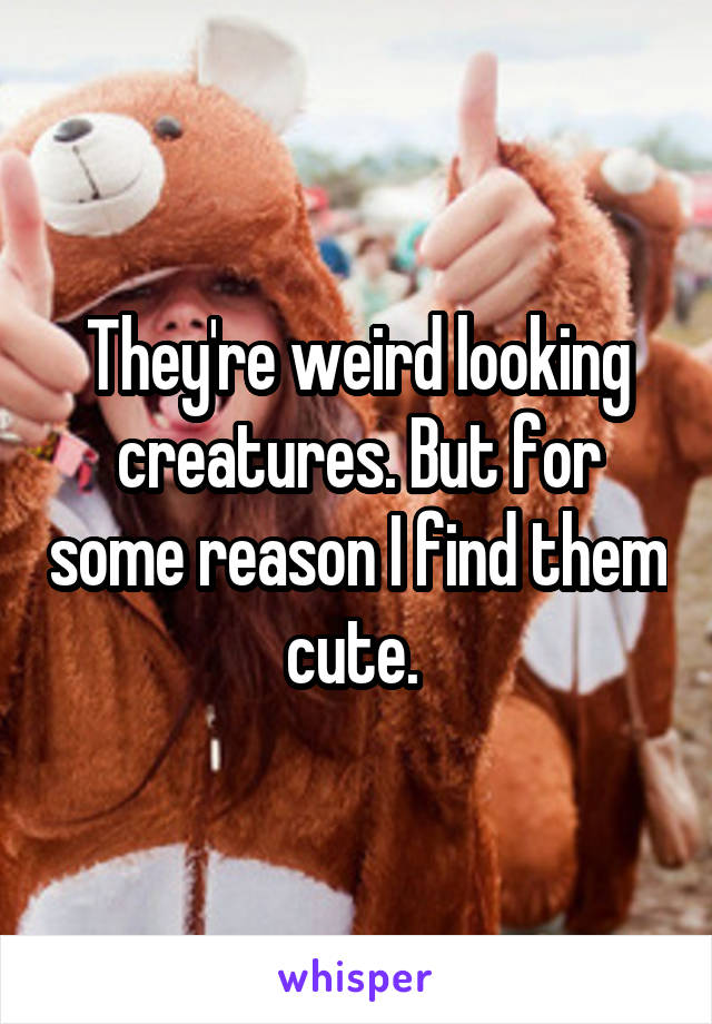 They're weird looking creatures. But for some reason I find them cute. 