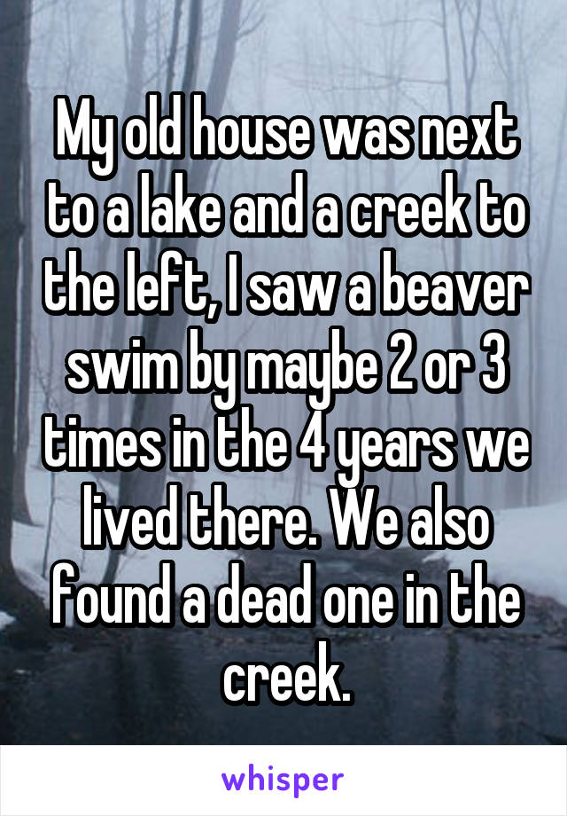 My old house was next to a lake and a creek to the left, I saw a beaver swim by maybe 2 or 3 times in the 4 years we lived there. We also found a dead one in the creek.