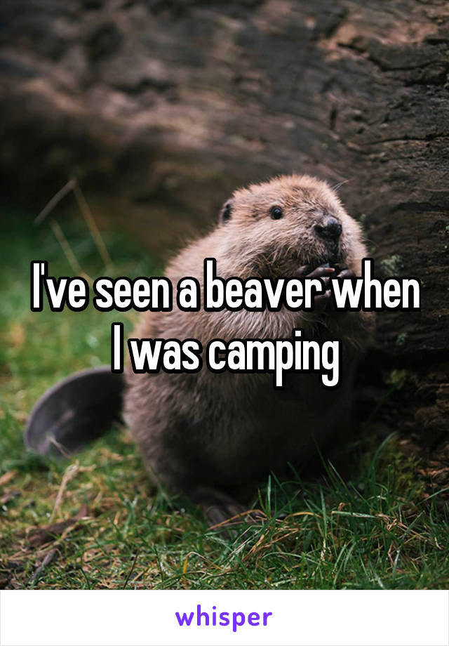 I've seen a beaver when I was camping