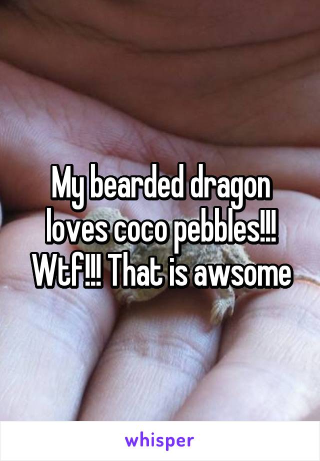 My bearded dragon loves coco pebbles!!! Wtf!!! That is awsome