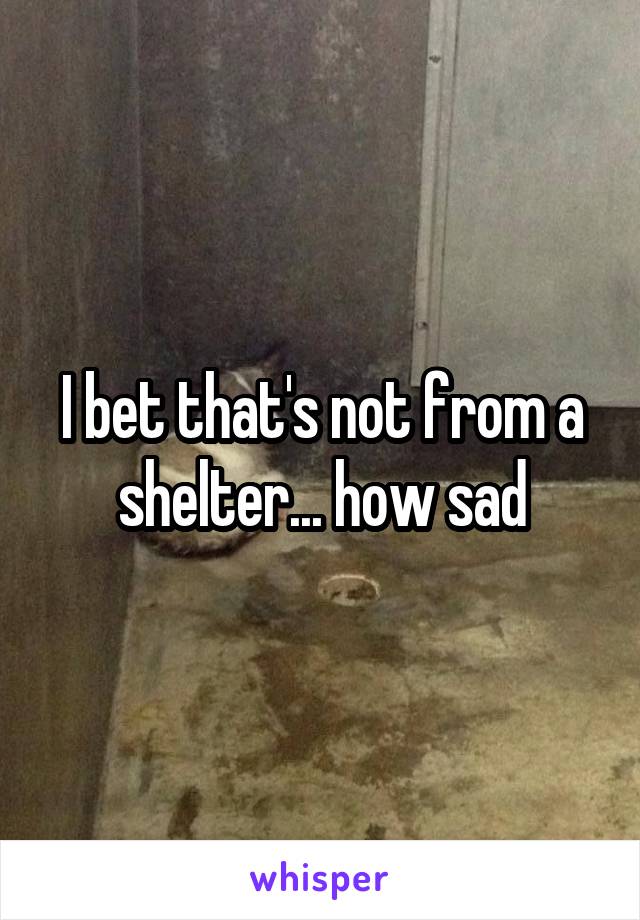 I bet that's not from a shelter... how sad