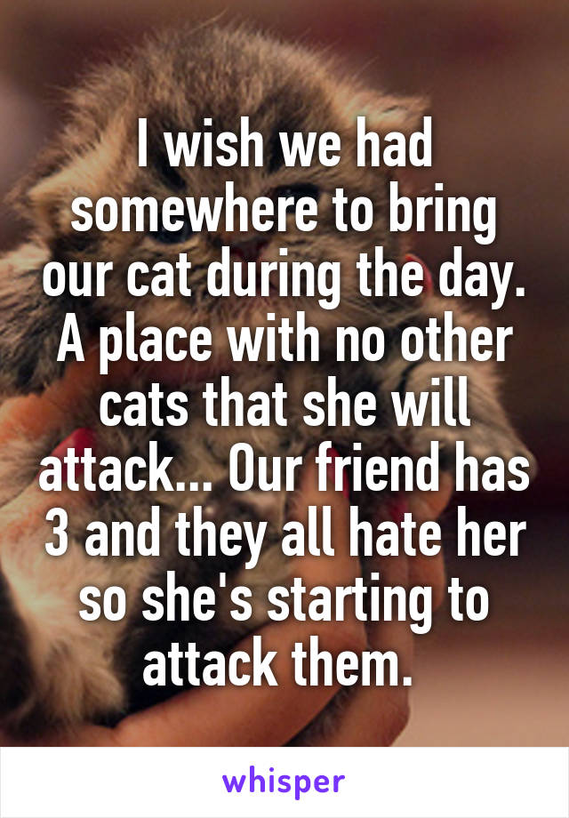 I wish we had somewhere to bring our cat during the day. A place with no other cats that she will attack... Our friend has 3 and they all hate her so she's starting to attack them. 