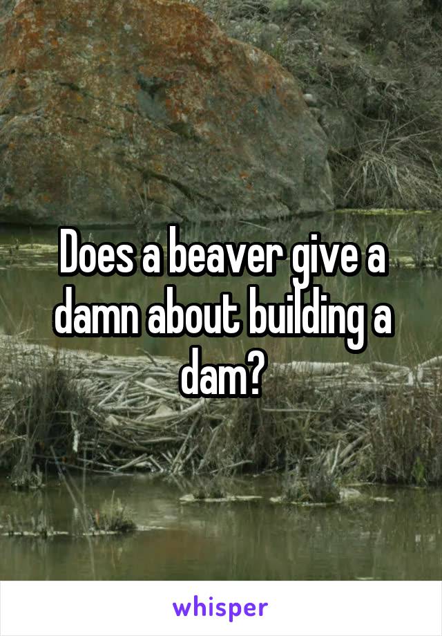 Does a beaver give a damn about building a dam?
