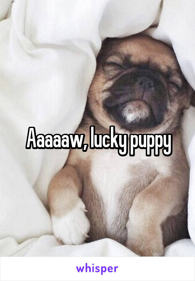 Aaaaaw, lucky puppy