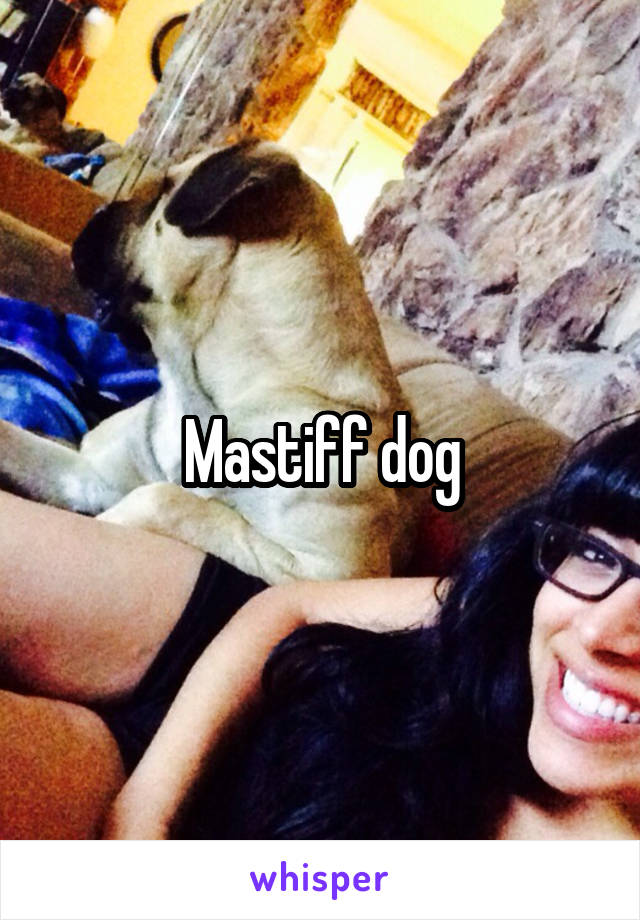 Mastiff dog
