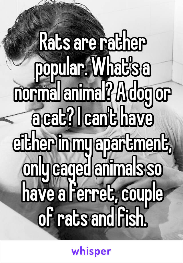 Rats are rather popular. What's a normal animal? A dog or a cat? I can't have either in my apartment, only caged animals so have a ferret, couple of rats and fish.