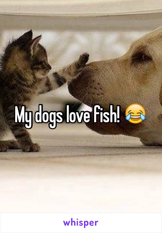 My dogs love fish! 😂