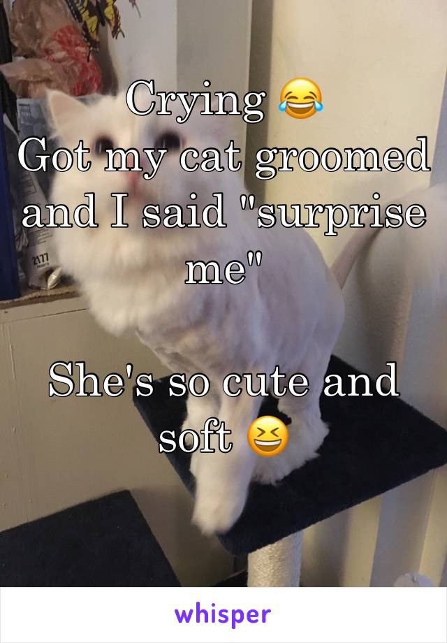 Crying 😂
Got my cat groomed and I said "surprise me"

She's so cute and soft 😆

