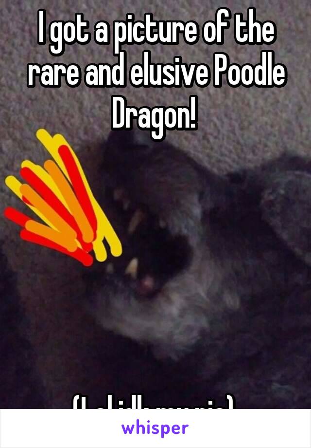 I got a picture of the rare and elusive Poodle Dragon! 






(Lol idk my pic) 