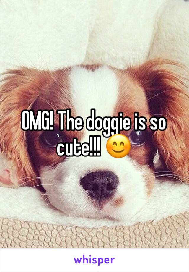 OMG! The doggie is so cute!!! 😊