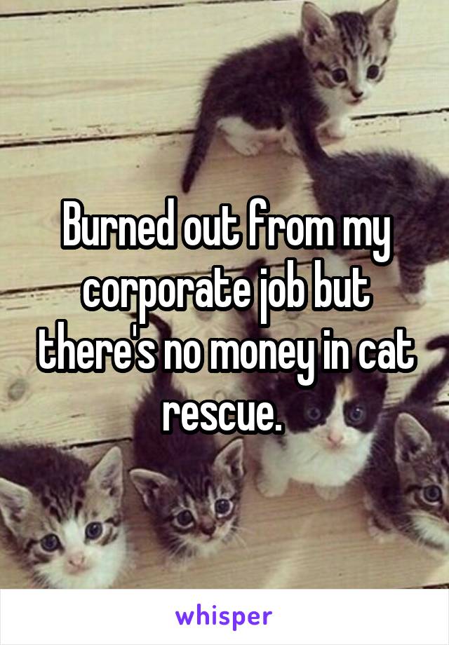 Burned out from my corporate job but there's no money in cat rescue. 