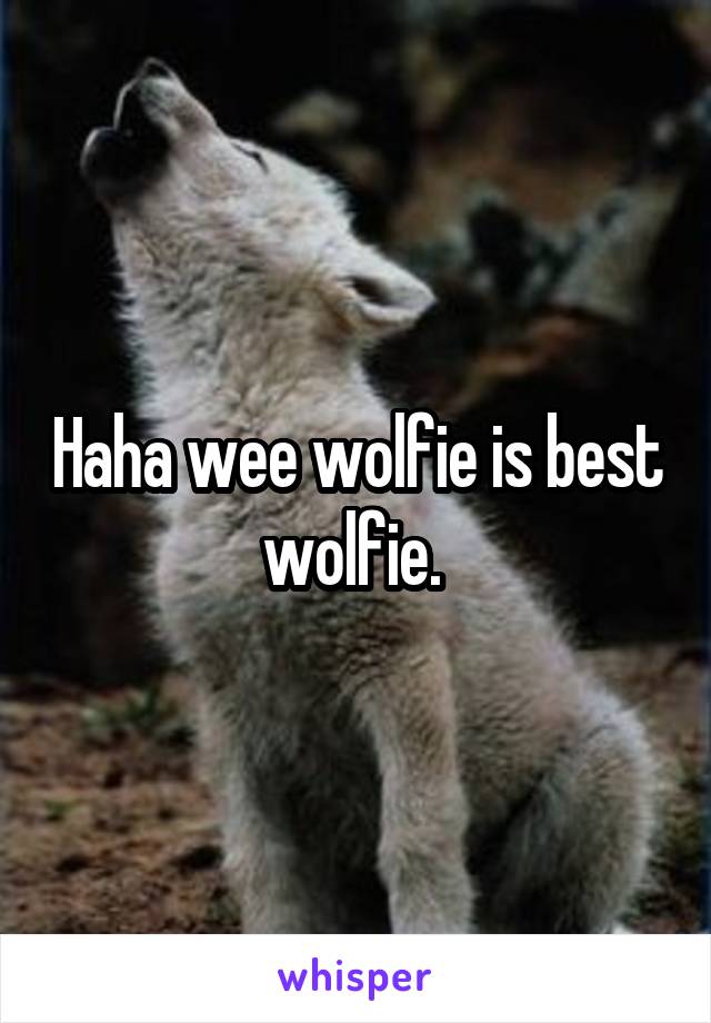 Haha wee wolfie is best wolfie. 