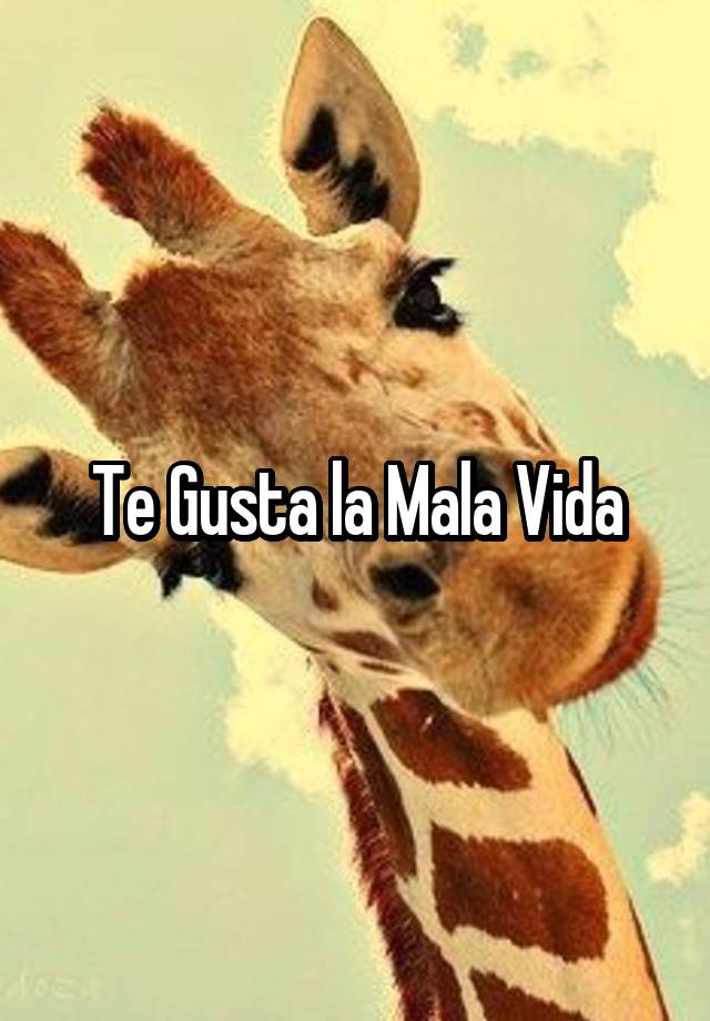 te-gusta-la-mala-vida