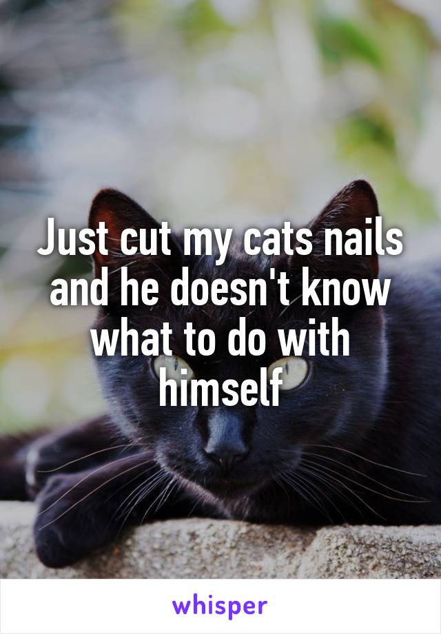 Just cut my cats nails and he doesn't know what to do with himself