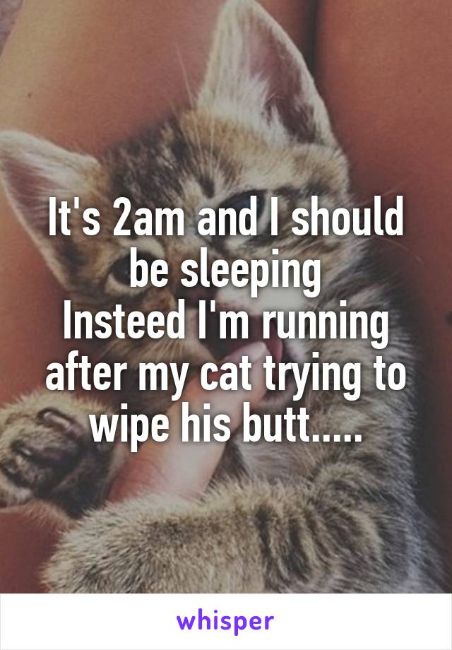 It's 2am and I should be sleeping
Insteed I'm running after my cat trying to wipe his butt.....