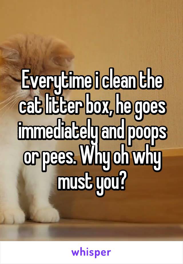 Everytime i clean the cat litter box, he goes immediately and poops or pees. Why oh why must you?