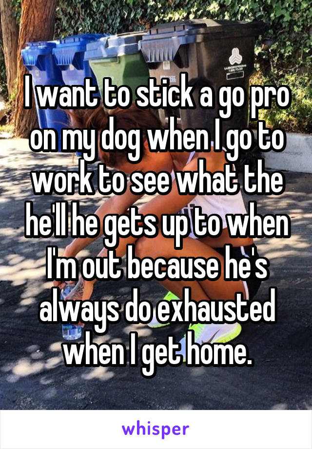 I want to stick a go pro on my dog when I go to work to see what the he'll he gets up to when I'm out because he's always do exhausted when I get home.