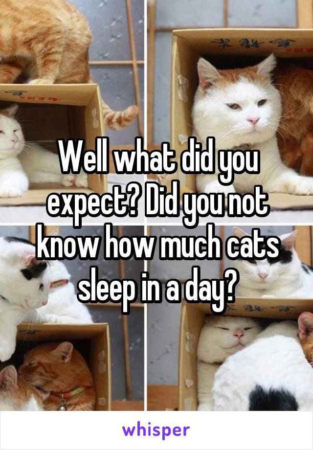 Well what did you expect? Did you not know how much cats sleep in a day?