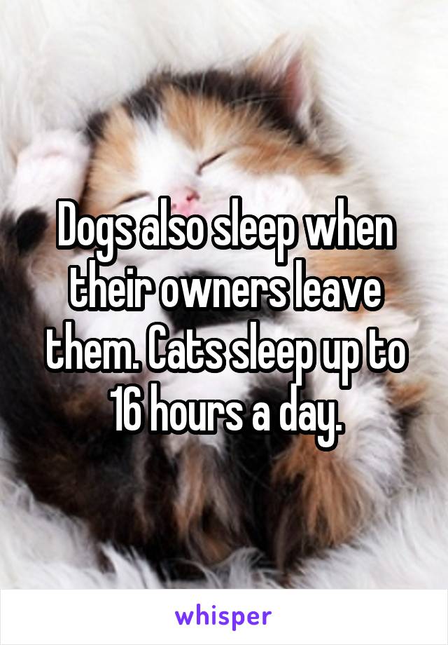 Dogs also sleep when their owners leave them. Cats sleep up to 16 hours a day.