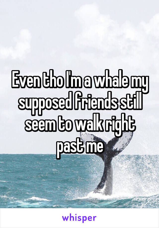 Even tho I'm a whale my supposed friends still seem to walk right past me