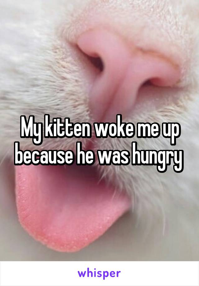 My kitten woke me up because he was hungry 