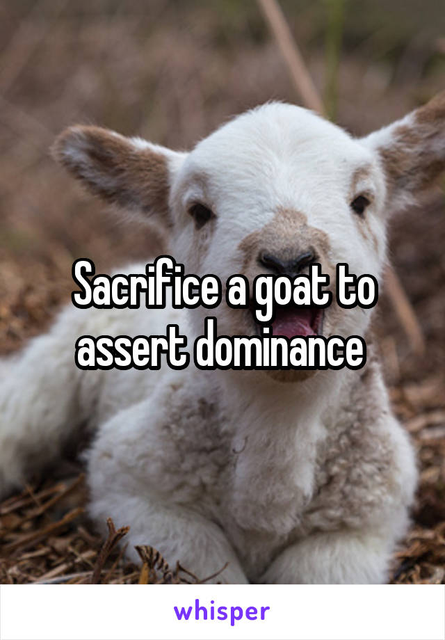 Sacrifice a goat to assert dominance 