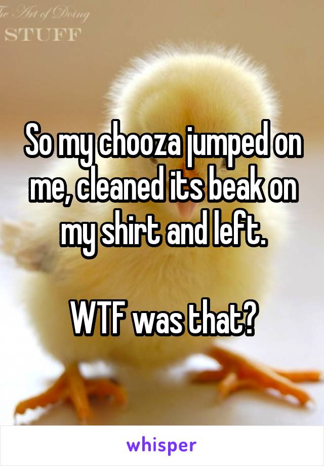 So my chooza jumped on me, cleaned its beak on my shirt and left.

WTF was that?