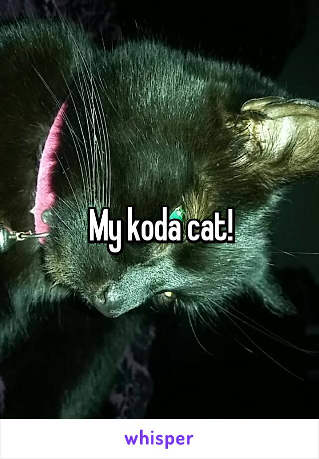 My koda cat!