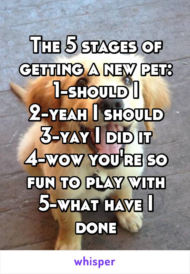 The 5 stages of getting a new pet:
1-should I
2-yeah I should
3-yay I did it
4-wow you're so fun to play with
5-what have I done