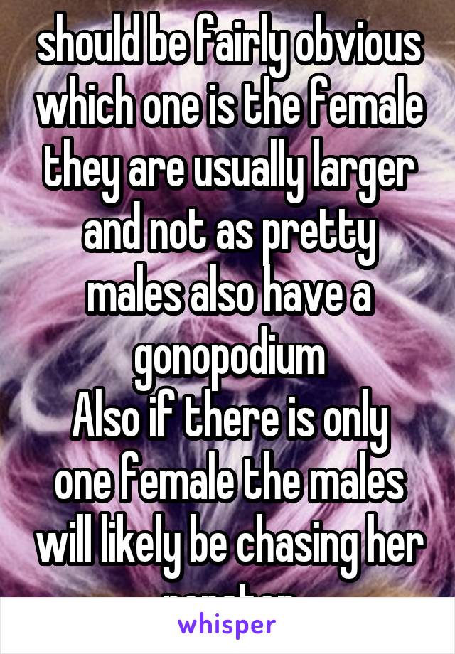 should be fairly obvious which one is the female they are usually larger and not as pretty
males also have a gonopodium
Also if there is only one female the males will likely be chasing her nonstop