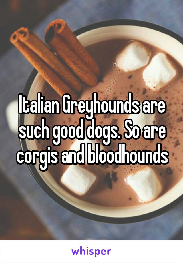 Italian Greyhounds are such good dogs. So are corgis and bloodhounds