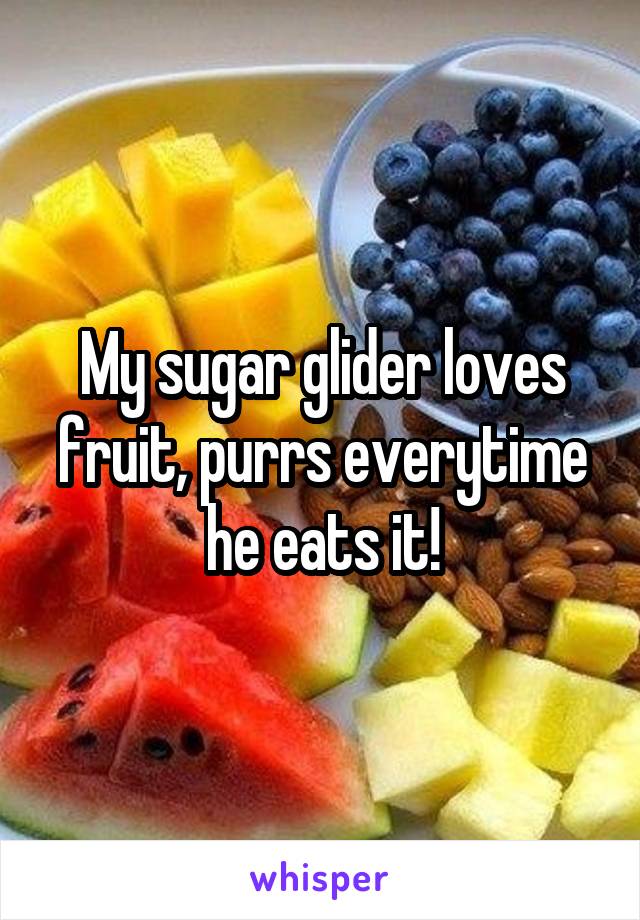 My sugar glider loves fruit, purrs everytime he eats it!