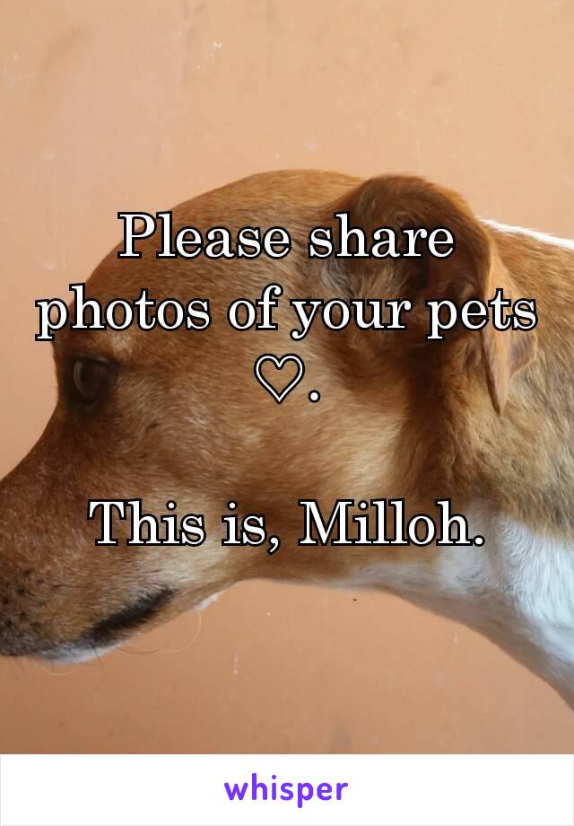 Please share photos of your pets ♡.

This is, Milloh.