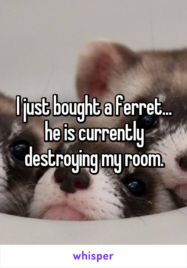 I just bought a ferret... he is currently destroying my room.