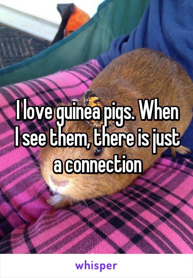 I love guinea pigs. When I see them, there is just a connection