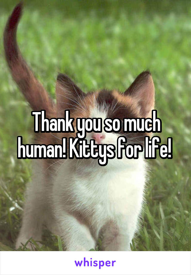 Thank you so much human! Kittys for life! 