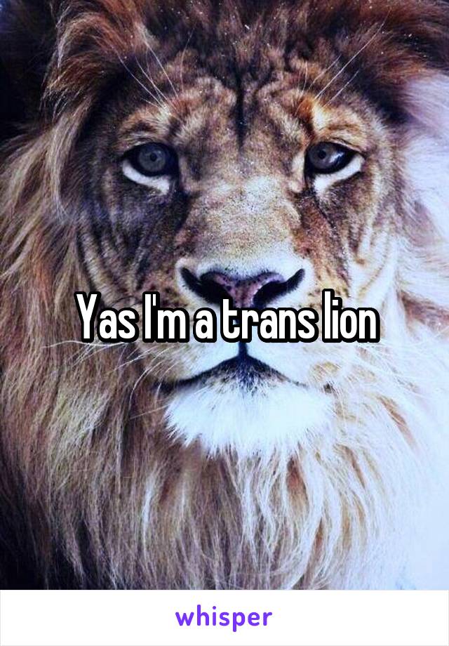 Yas I'm a trans lion